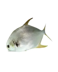 7524